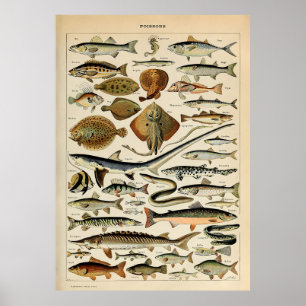 Póster Adolphe Millot Marine Fish
