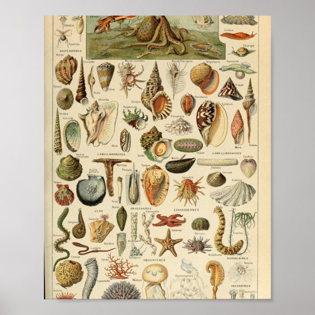 Póster Adolphe Millot Mollusques Pour Tous (Frente)