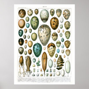 Póster Adolphe Millot Ouefs Eggs