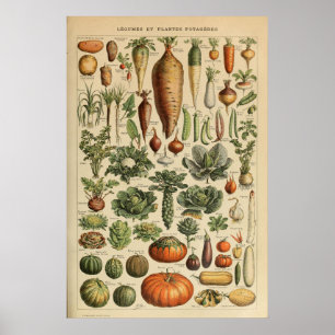 Póster Adolphe Millot Poster de Ilustracion vegetal
