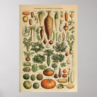 Póster Adolphe Millot Poster de Ilustracion vegetal