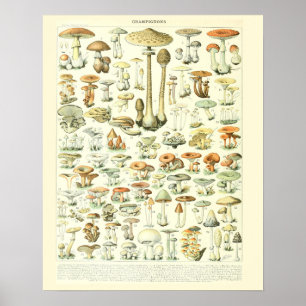 Póster Adolphe Millot Print Mushrooms Poster 2