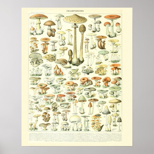 Póster Adolphe Millot Print Mushrooms Poster 2 (Frente)