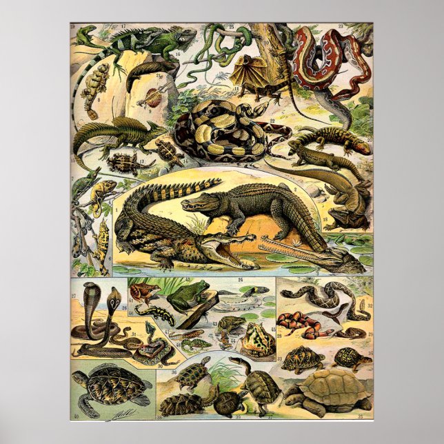 Póster Adolphe Millot Reptiles (Frente)