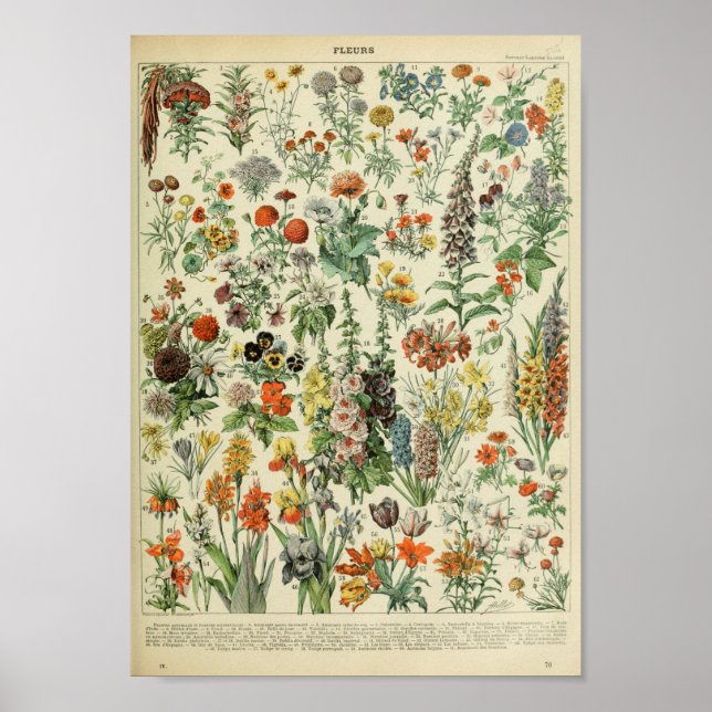 Póster Adolphe Philippe Millot Fleurs (Frente)