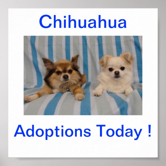 Póster Adopción de Chihuahua hoy Rótulo (Frente)