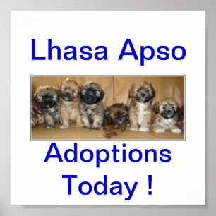 Póster Adopciones De Perro Apso Lhasa Hoy Rótulos