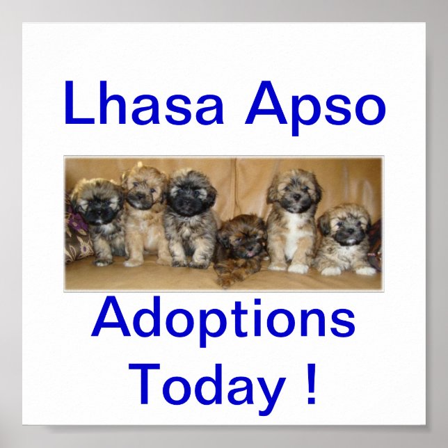 Póster Adopciones De Perro Apso Lhasa Hoy Rótulos (Frente)