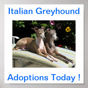 Póster Adopciones de perro de Greyhound en Italia hoy en