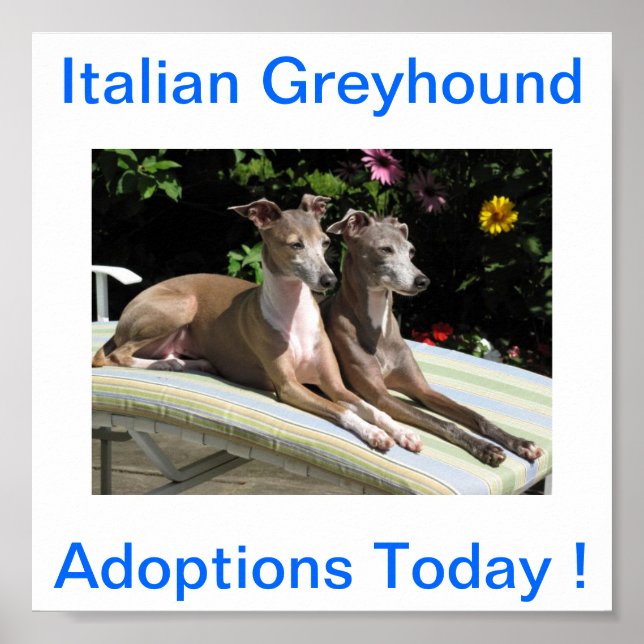 Póster Adopciones de perro de Greyhound en Italia hoy en  (Frente)