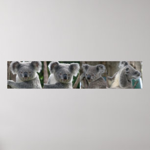 Póster Adopta un Koala Australia