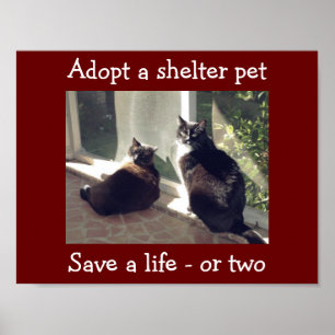 Póster Adoptar Mascotas de refugio