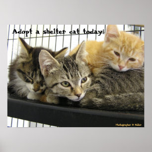 Póster Adoptar un gato refugio hoy