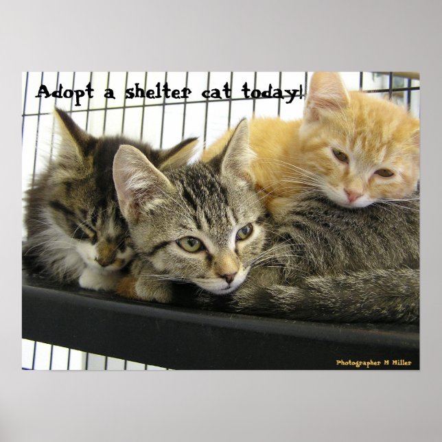 Póster Adoptar un gato refugio hoy (Frente)