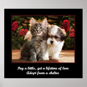 Póster Adoptar Un Mascota