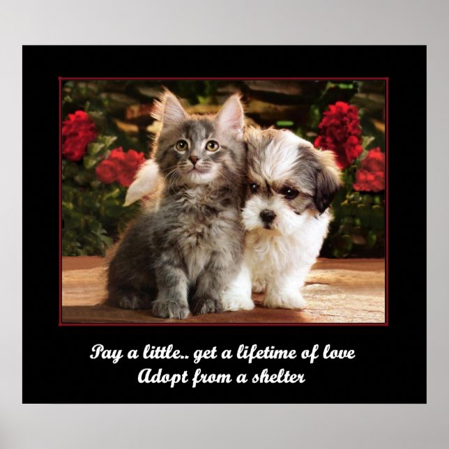 Póster Adoptar Un Mascota (Frente)