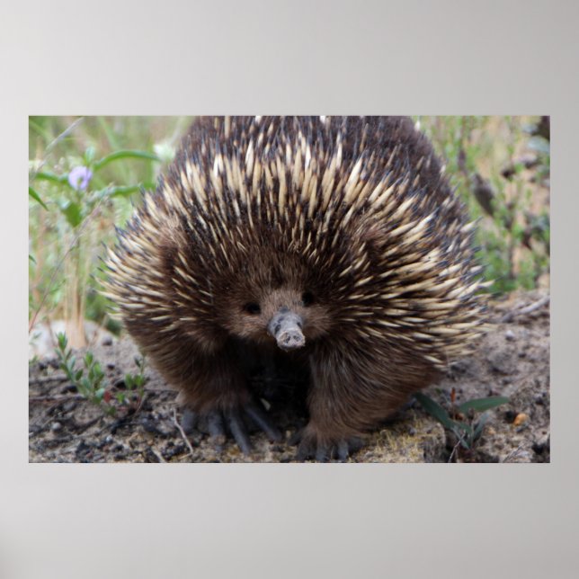Póster Adorable Australian Echidna (Frente)