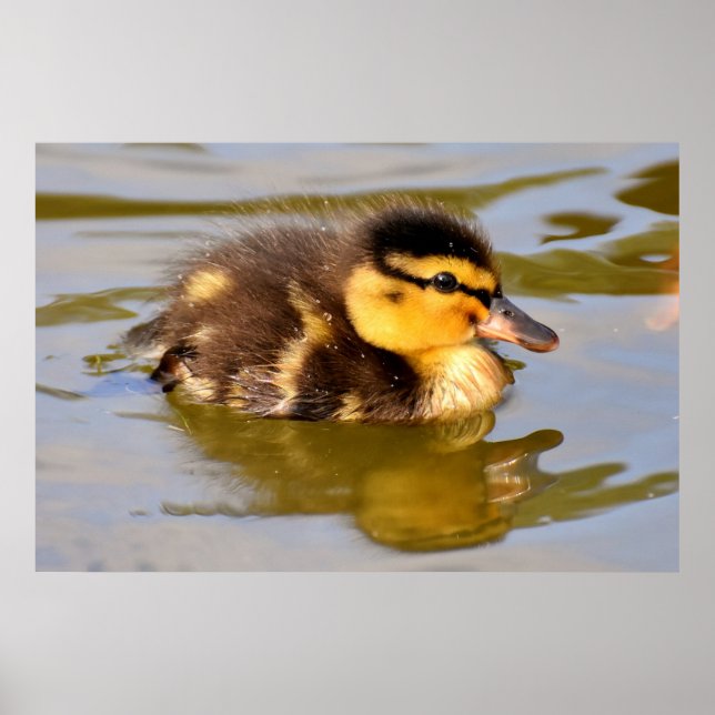 Póster Adorable bebé Duckling en el estanque (Frente)