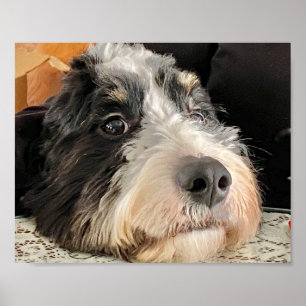 Póster Adorable Bernedoodle