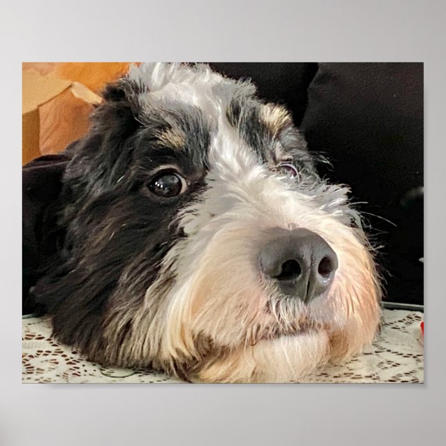 Póster Adorable Bernedoodle (Frente)