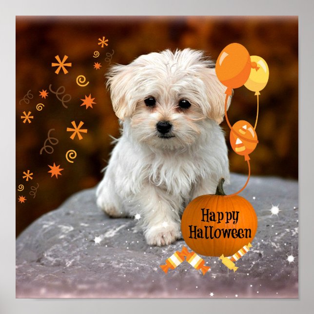Póster Adorable cachorro maltés celebra Halloween (Frente)