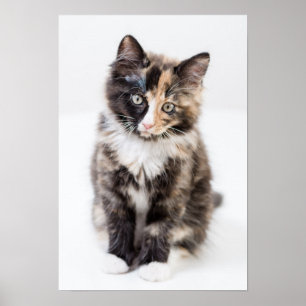 Póster Adorable Calico Kitten