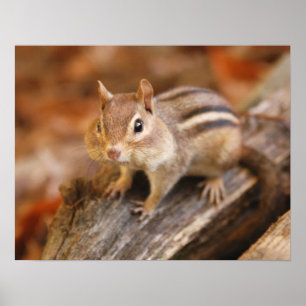 Póster Adorable chipmunk