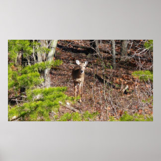 Póster Adorable ciervo en la fotografía natural de Woods