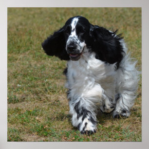Póster Adorable Cocker Inglés Spaniel