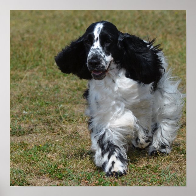 Póster Adorable Cocker Inglés Spaniel (Frente)