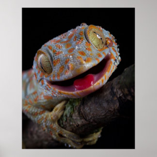 Póster Adorable feliz tokay gecko