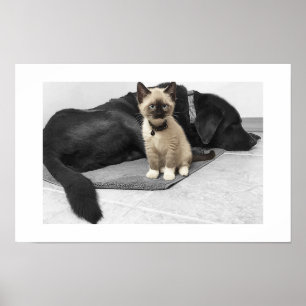 Póster Adorable gato siamés de ojos azules de centinela