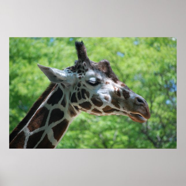 Póster Adorable Giraffe (Frente)