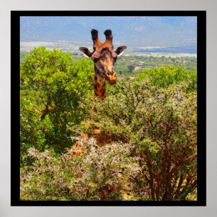 Póster Adorable Giraffe Poking His Head Above The Trees