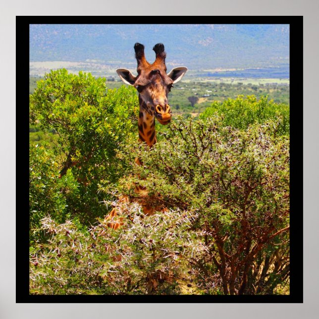 Póster Adorable Giraffe Poking His Head Above The Trees (Frente)