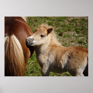 Póster Adorable Haflinger Foal