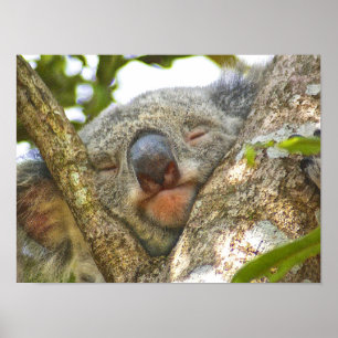 Póster Adorable Koala Bear Poster