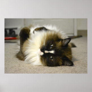 Póster Adorable Manx Ragdoll Cat Poster