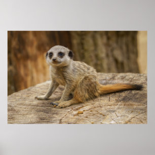 Póster Adorable Meerkat Baby