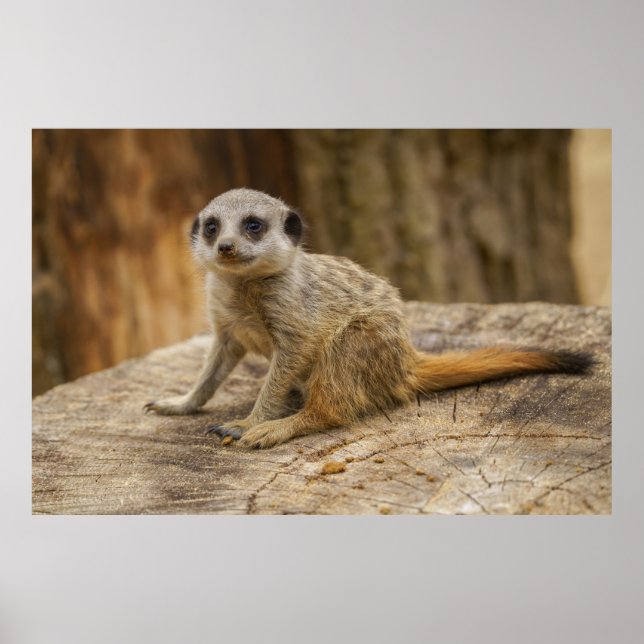 Póster Adorable Meerkat Baby (Frente)
