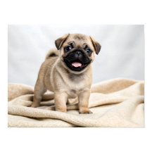 Adorable pug puppy