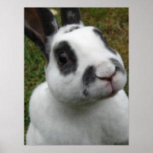 Póster Adorable Rabbit