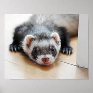 Póster Adorable Sable Ferret