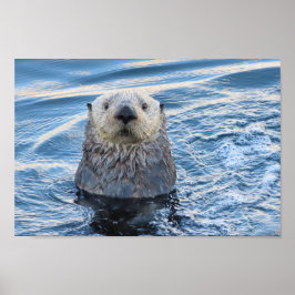 Póster Adorable Sea Otter Peeks