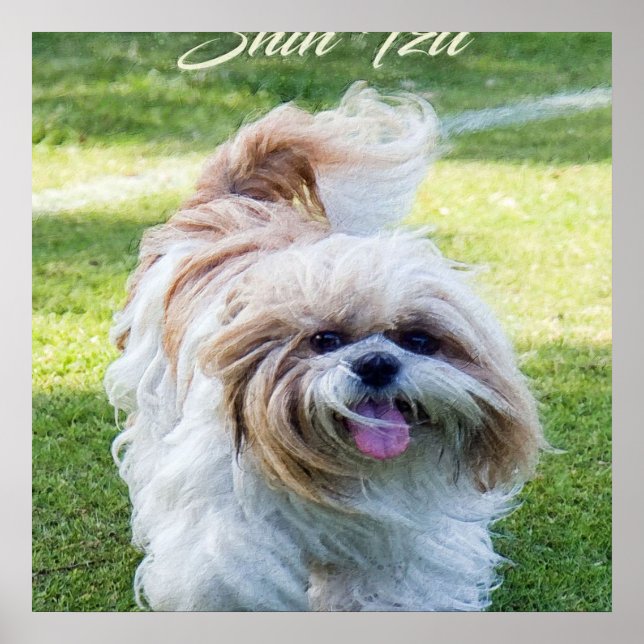 Póster adorable Shih Tzu dog (Frente)