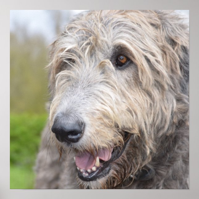 Póster Adorable Wolfhound Irlandés (Frente)