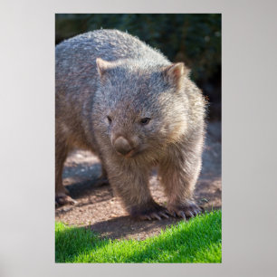 Póster Adorable Wombat