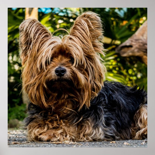 Póster Adorable Yorkie (Frente)