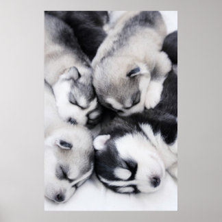 Póster adorables cachorros caseros