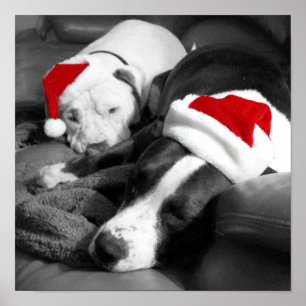 Póster adorables cachorros pitbull dormilones santa navid